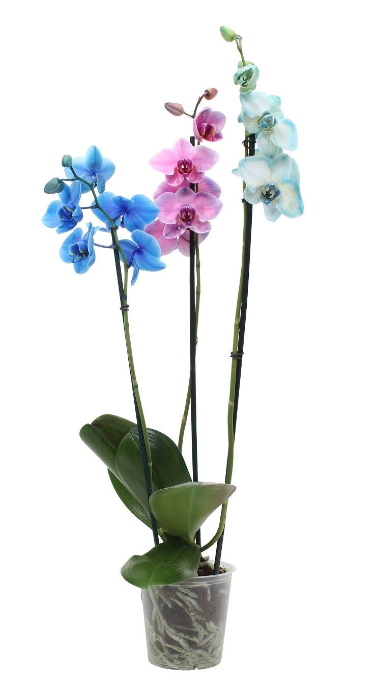 Carnaval phalaenopsis avec 3 branches peintes