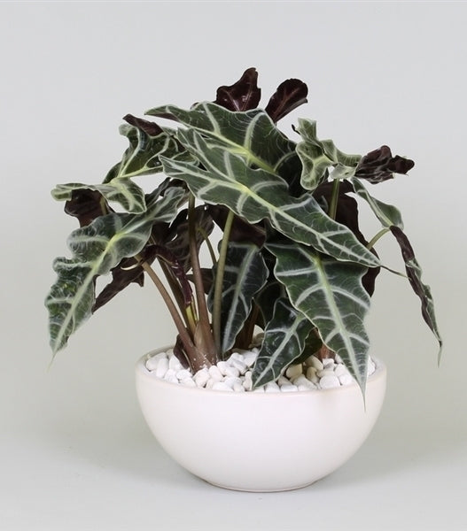 Alocasia in een keramieke schaal met witte steentjes