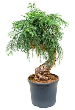 Araucaria cunninghamii bonsai