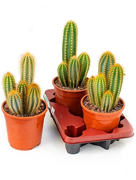 Pilosocereus nobilis dans le pot de culture