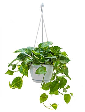 Scindapsus (épipremnum) dans un pot suspendu