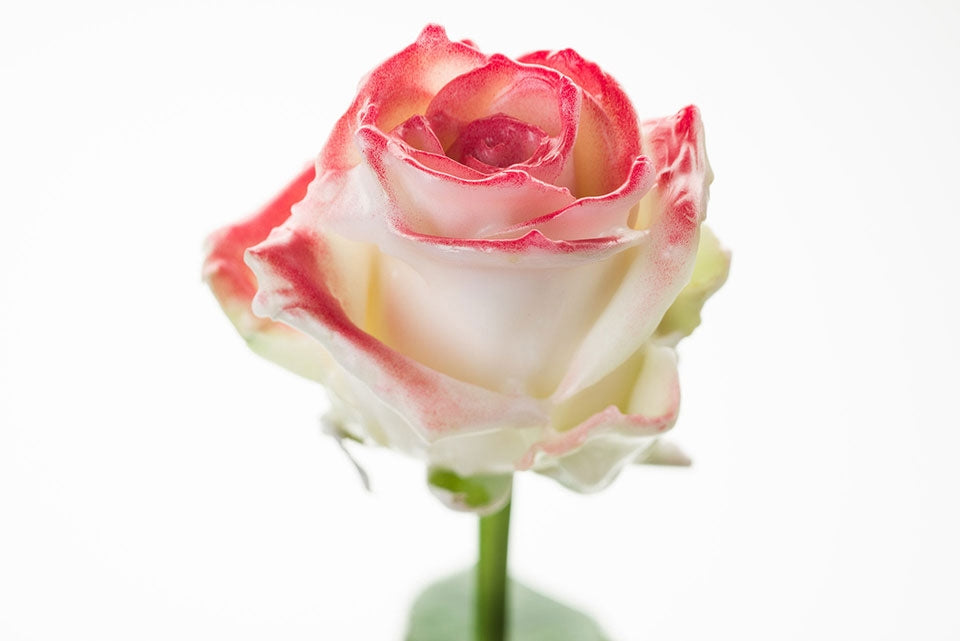 Bouquet de roses de cire blanc avec un rougissement rouge