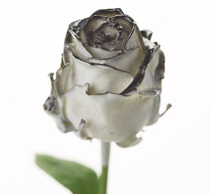 Bouquet de rose de cire blanc avec un rougissement noir