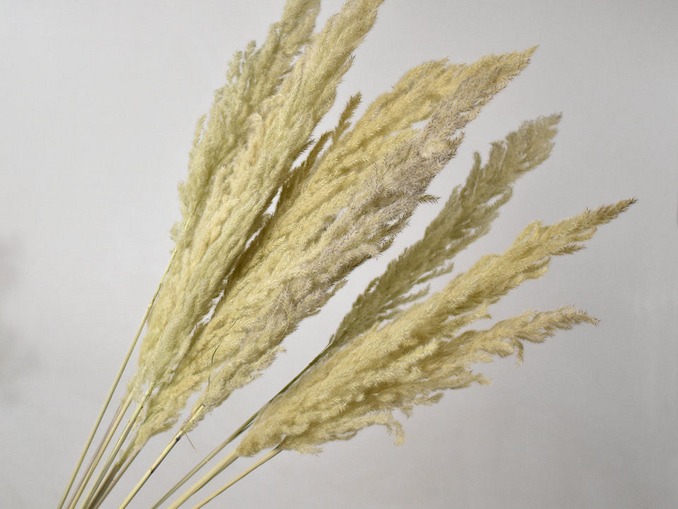 Erianthus 110 cm per handle