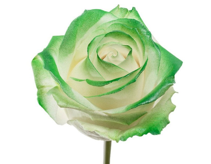 Bouquet of long white roses with green blush