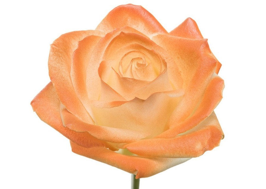 Bouquet de longues roses blanches avec une fard à joues orange