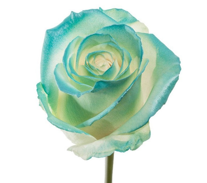 Bouquet de longues roses blanches avec un fard à joues bleu clair