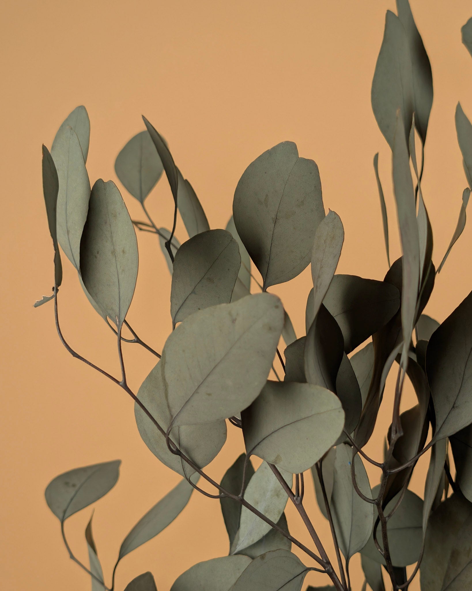 Erhaltte Eukalyptuspopulus Grün