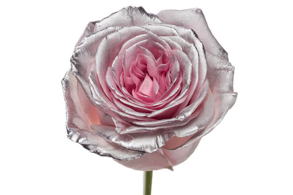 Bouquet of long pink roses with silver blush