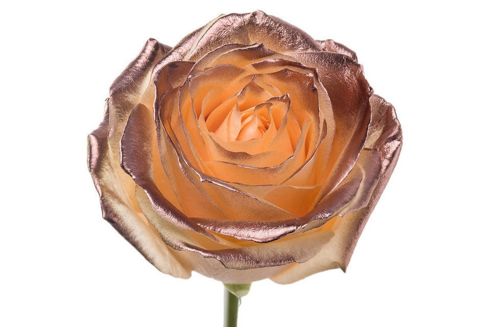 Blumenstrauß von Lange Peach Roses mit Kupferblos