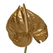 5 Anthurium Gold