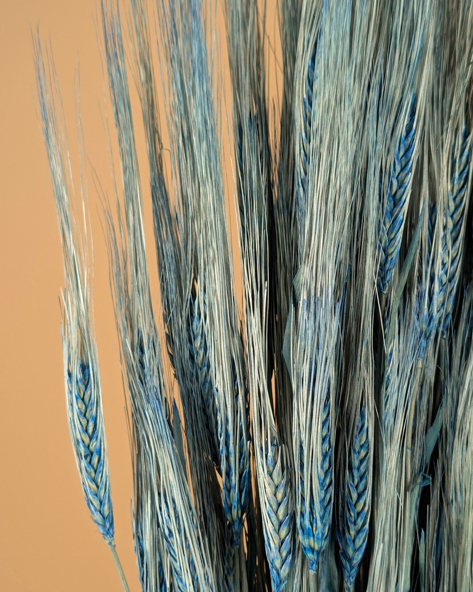 Gedroogde gerst – blauw