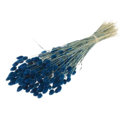 Dried Phalaris colored dark blue
