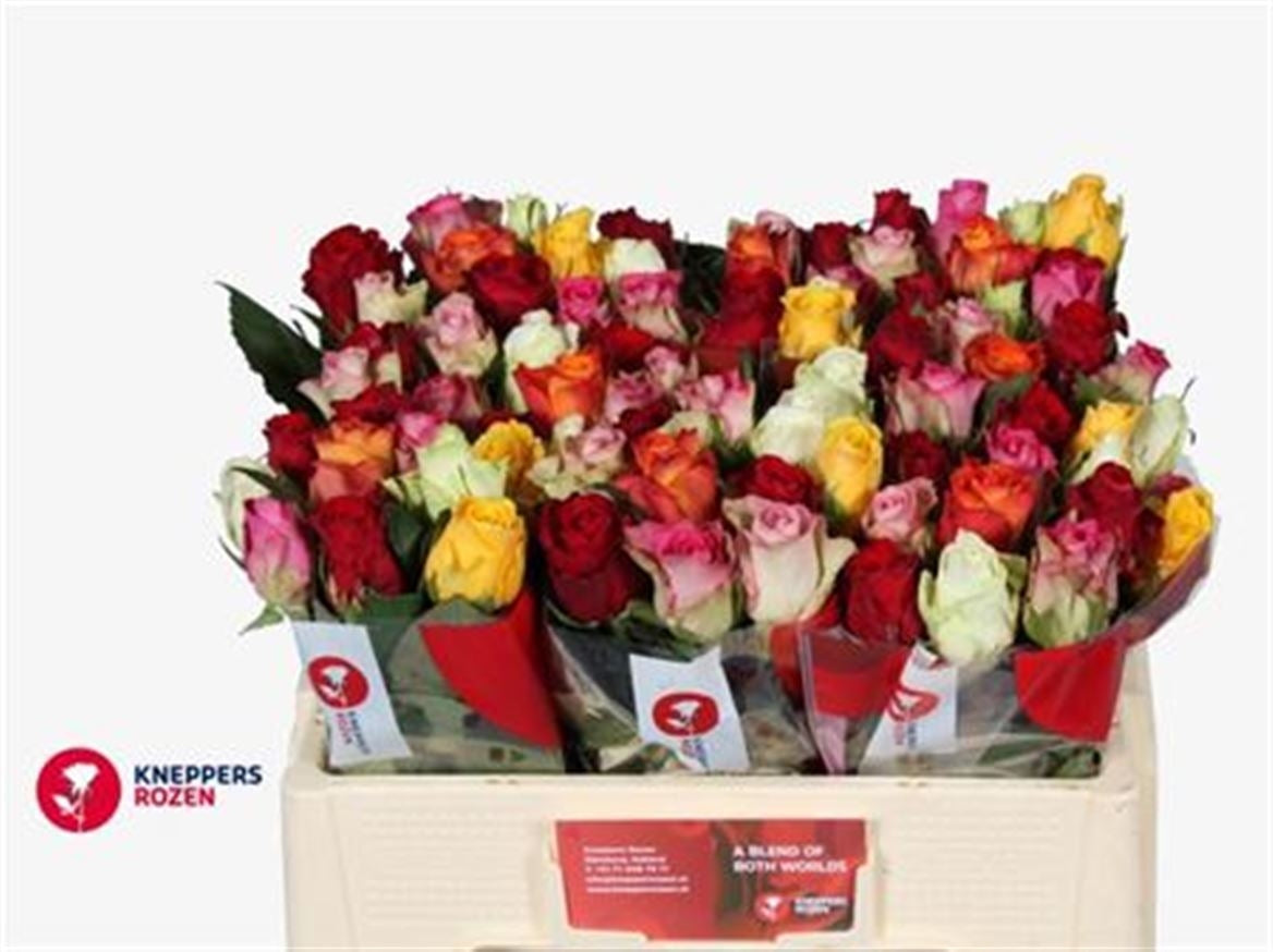 20 roses grandes mises fleuries mélange 50 cm