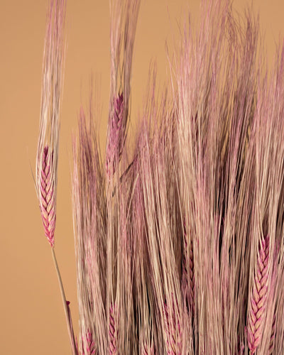 Barley pink 70cm