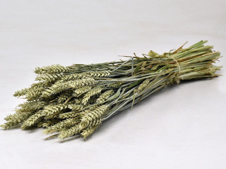 Getrockneter Weizen (Triticum) natürlich