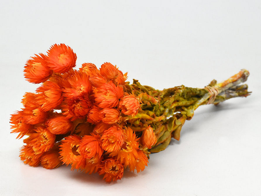 Helichrysum vestitum oranje