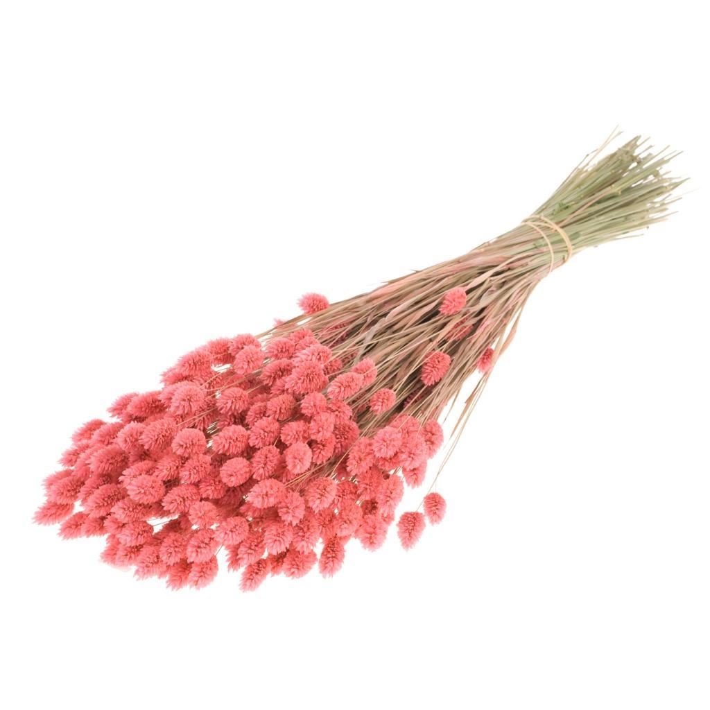 Dried Phalaris colored pink