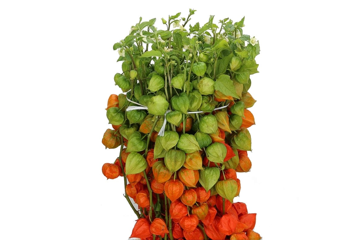 10 Physalis Lampion Branches Longueur 70 cm