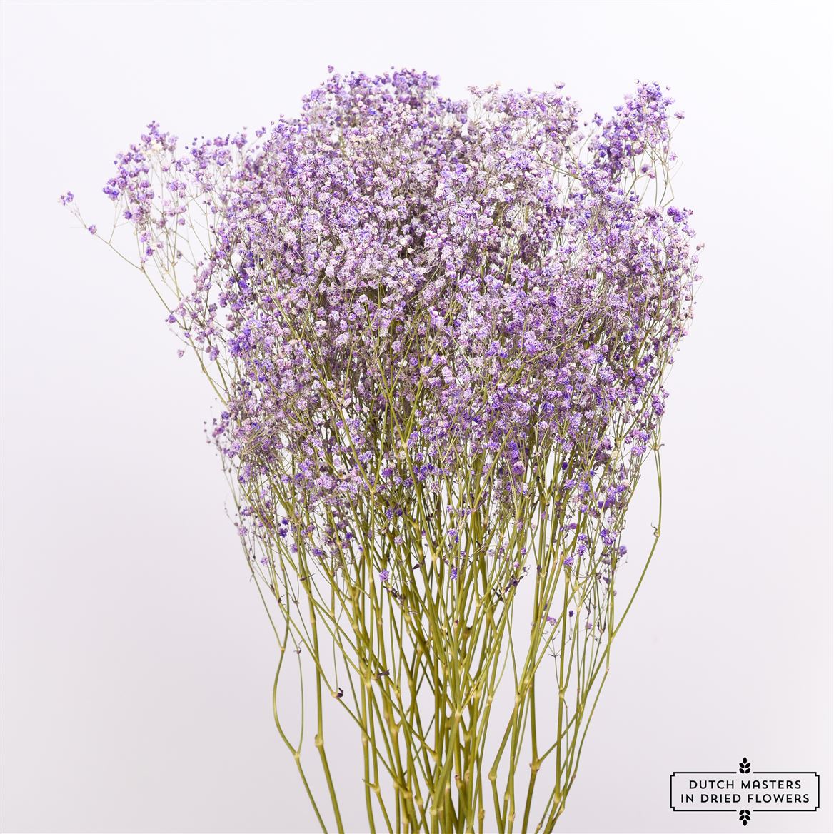 Gypsophile lilas séché (gypse)