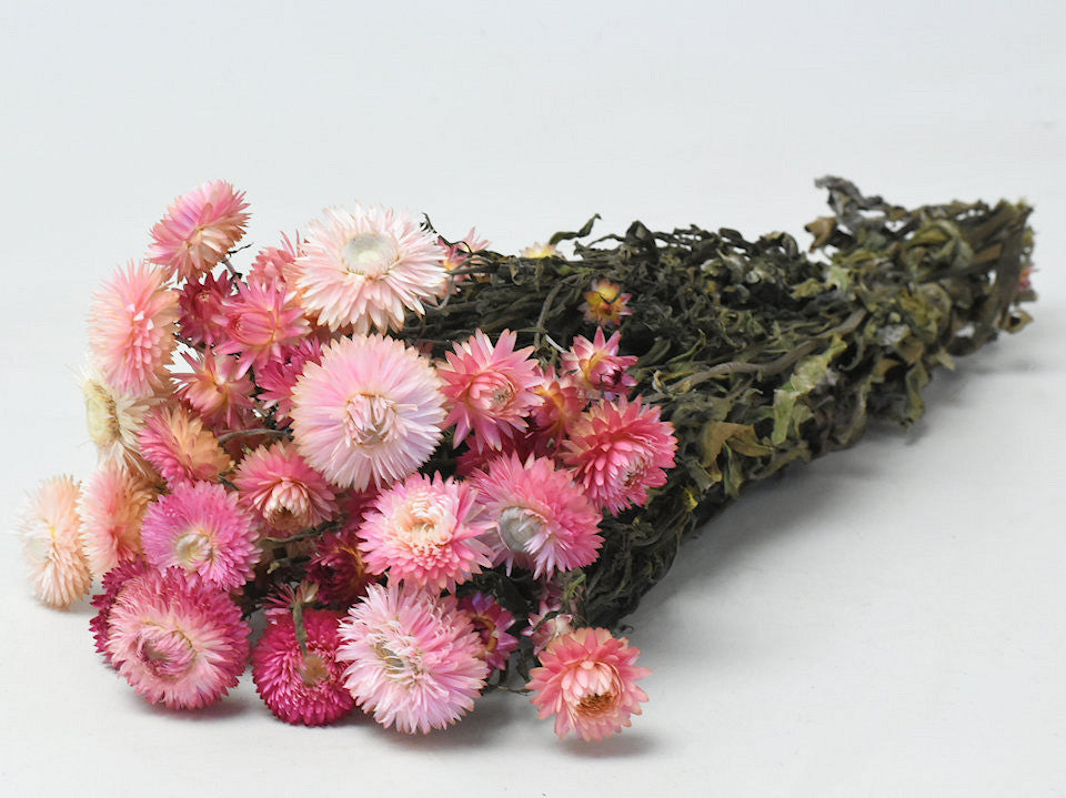 Helichrysum Pink 45 cm