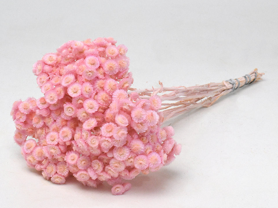 Helichrysum Immortelle 30cm Roze