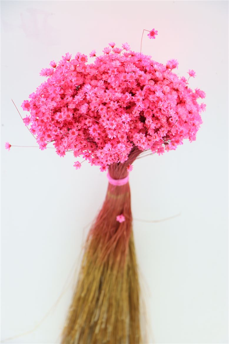Glixia (fleur d'étoile) séchée cerise