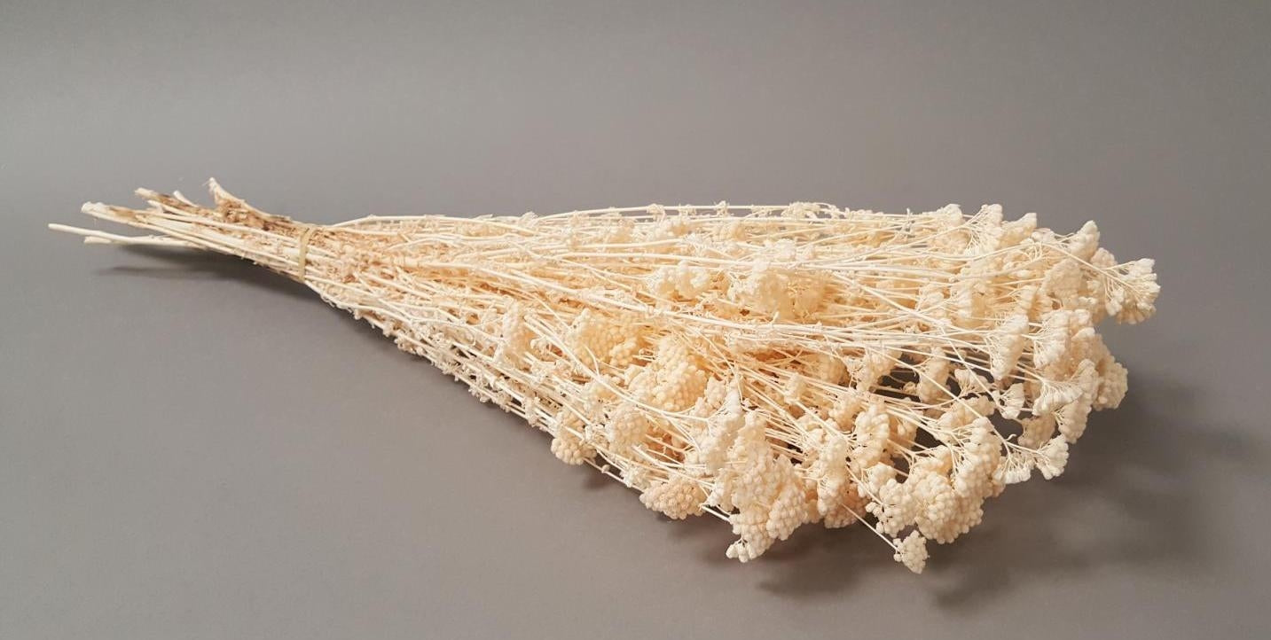 Achillea Silvestre bleichte getrocknet