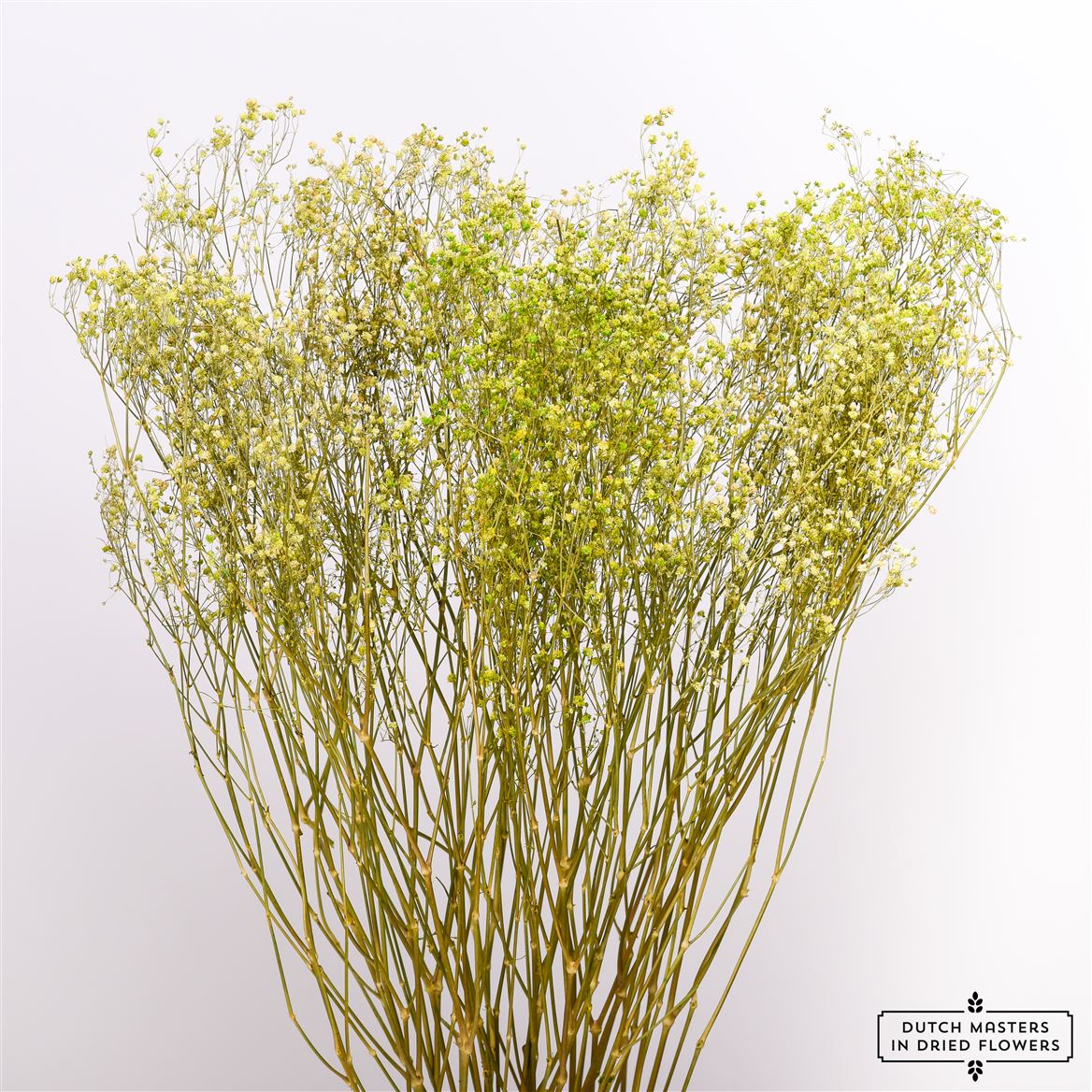 Gypsophila dried green (gypsum)
