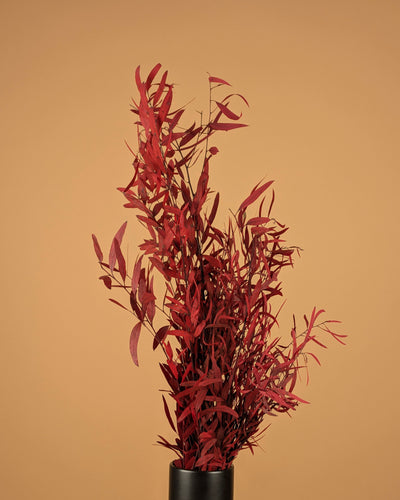 Eukalyptus Nicoly Red erhalten