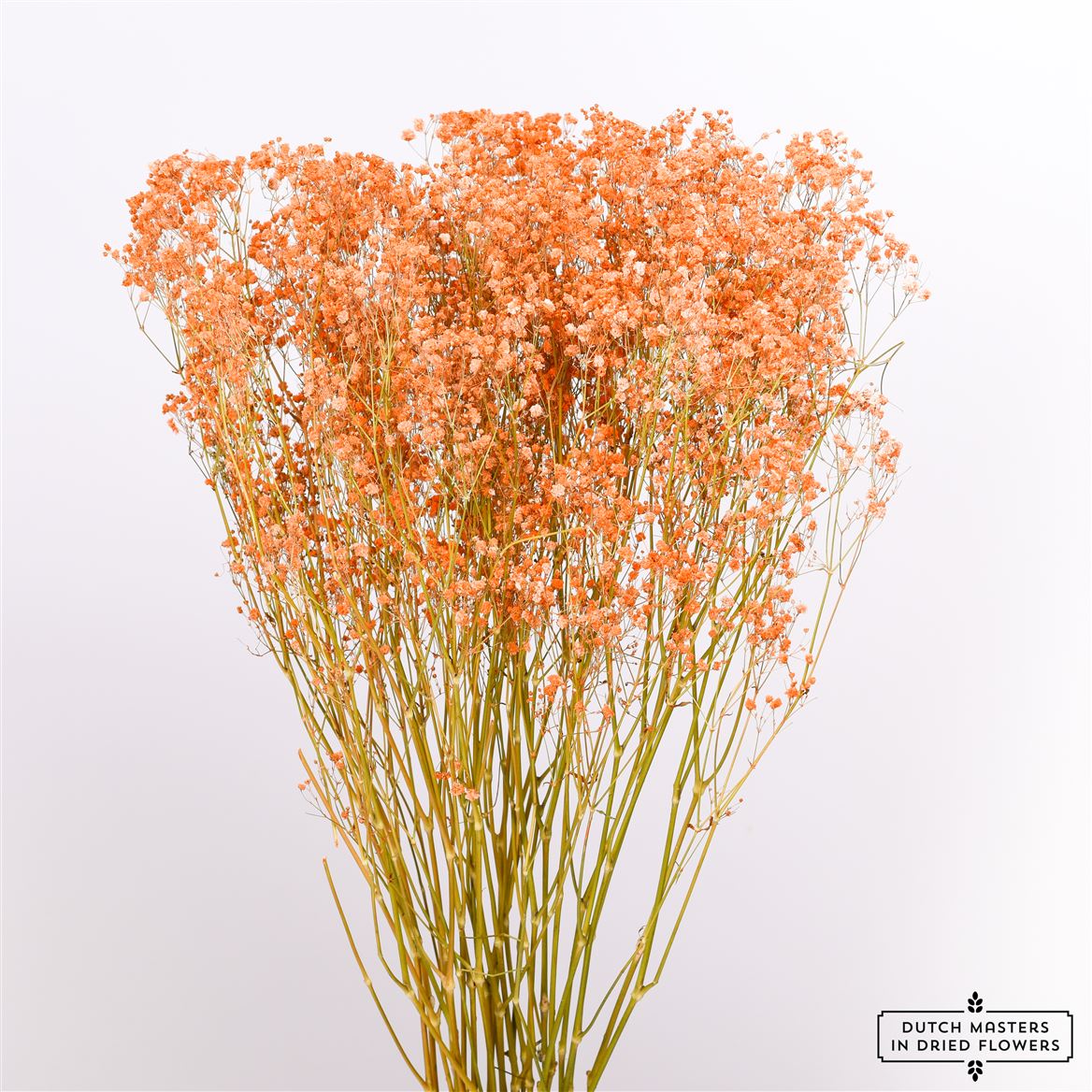 Gipskruid (Gypsophilia) oranje gedroogd