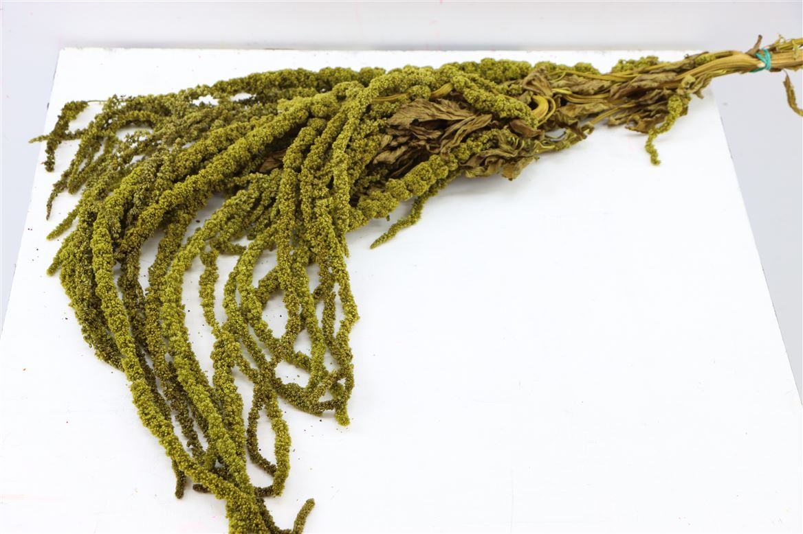 Dried Amaranthus Caudatus Preached Moss Green