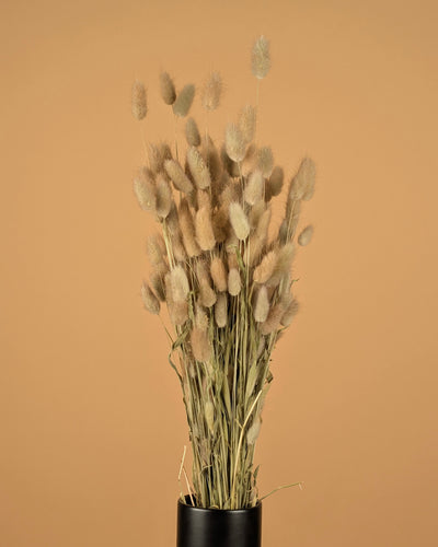 Lagurus ovatus séché (Hazenstaart)