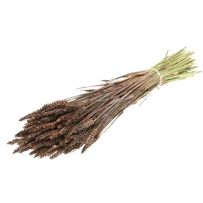 Dried wheat dark brown