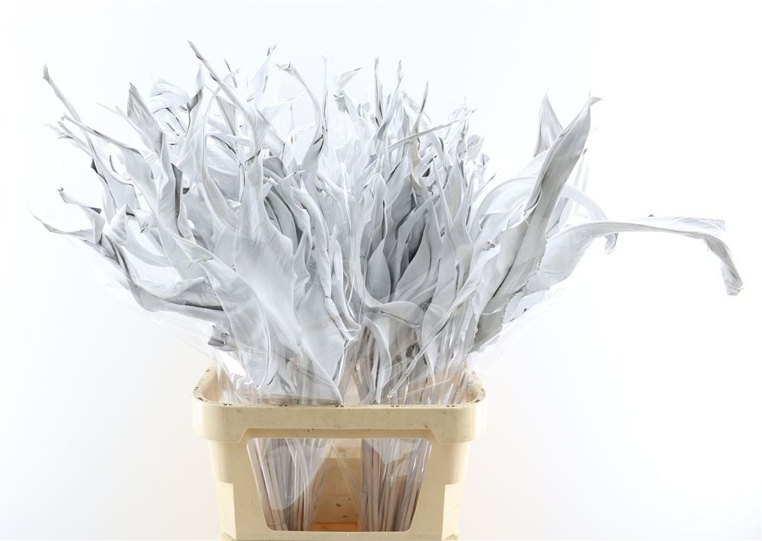 Strelizia leaf dried white