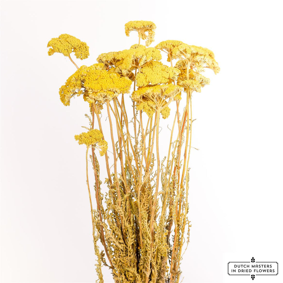 Getrocknetes Achillea Mondscheingelb