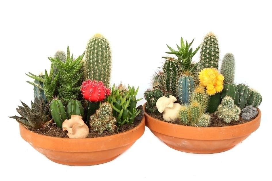 Cactus scale with mixed cacti in a terracotta scale