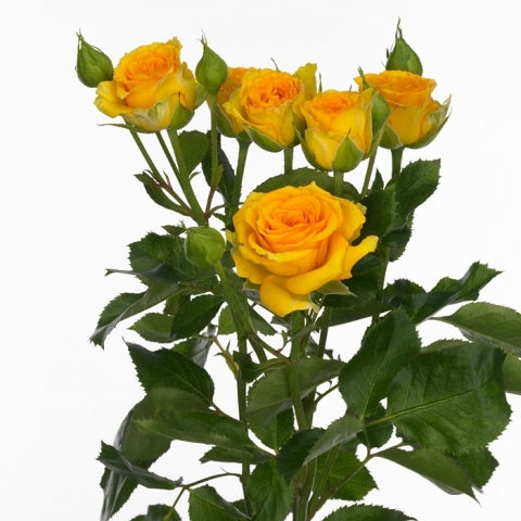 Bouquet yellow thrower length 60 cm