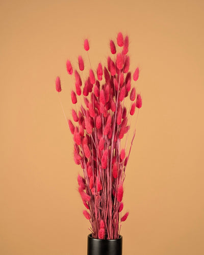 Lagurus ovatus rose foncé