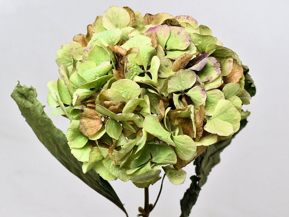 Gedroogde hortensia, per steel