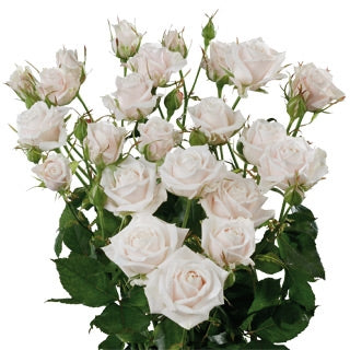 Bouquet White Trosrozen Length 60 cm