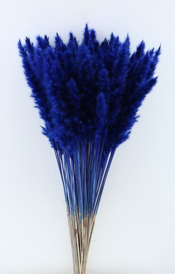 Flyffy Pampas (Miscanthus) pluimen blauw