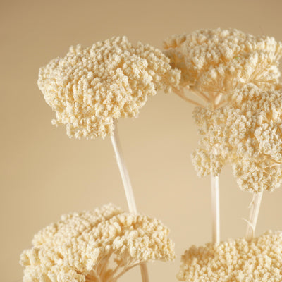 Dried Achillea Parker bleached