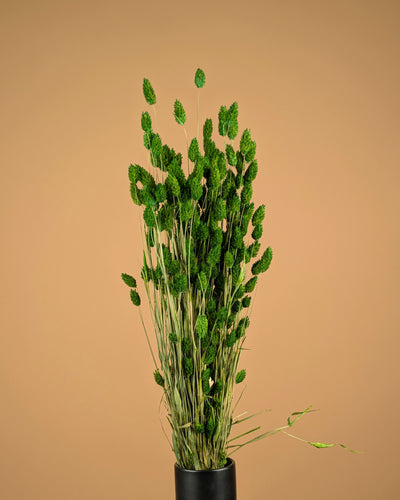 Gedroogde phalaris – groen