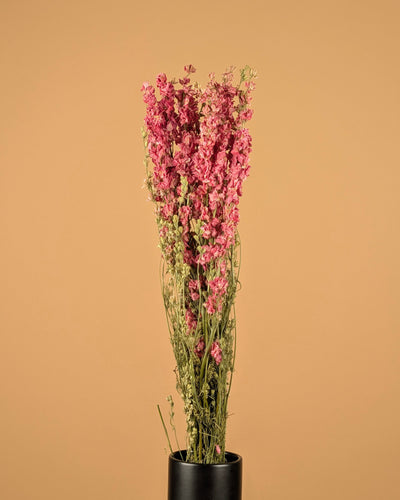 Getrocknetes Delphinium (Rätsel) Rosa