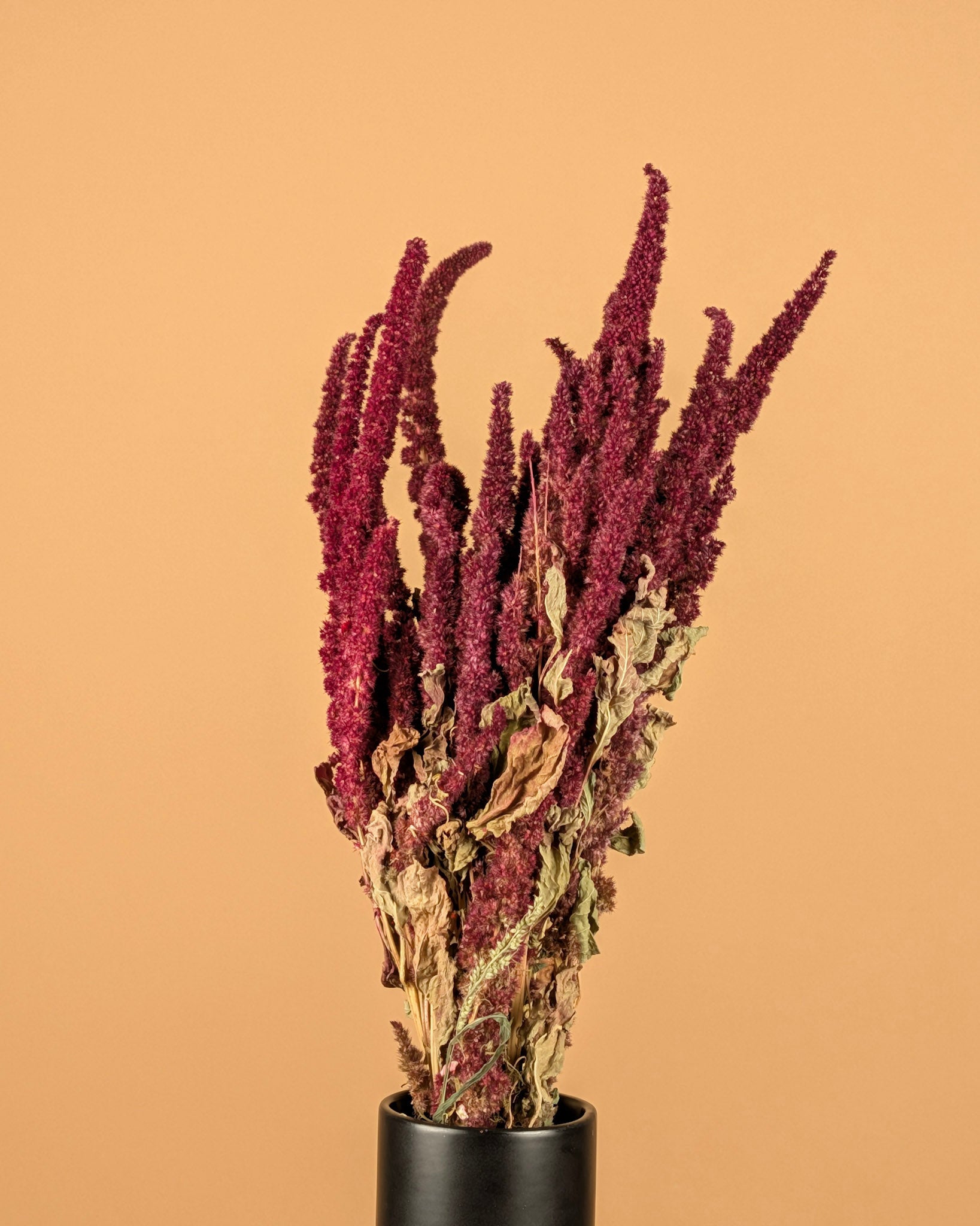 Getrockneter Amaranthus rot