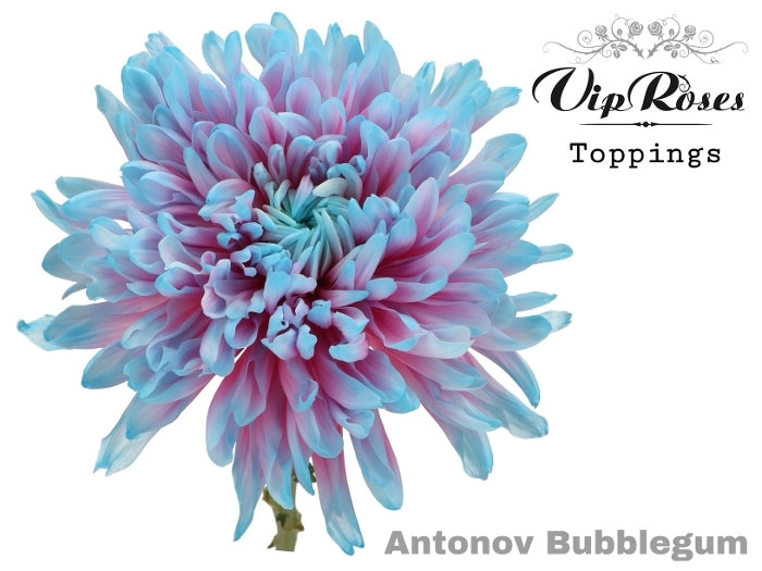 10 chrysanthèmes décoratifs peints Antonov bubblegum