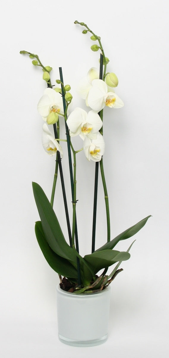 Phalaenopsis white 3 branches in a white glass spot