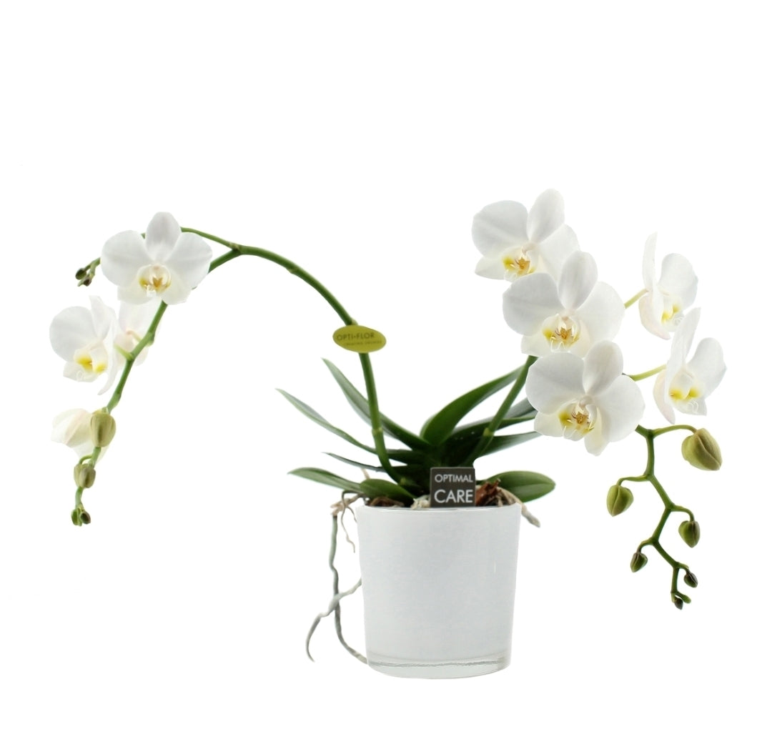 Phalaenopsis white artisto 2 branches in a white glass spot