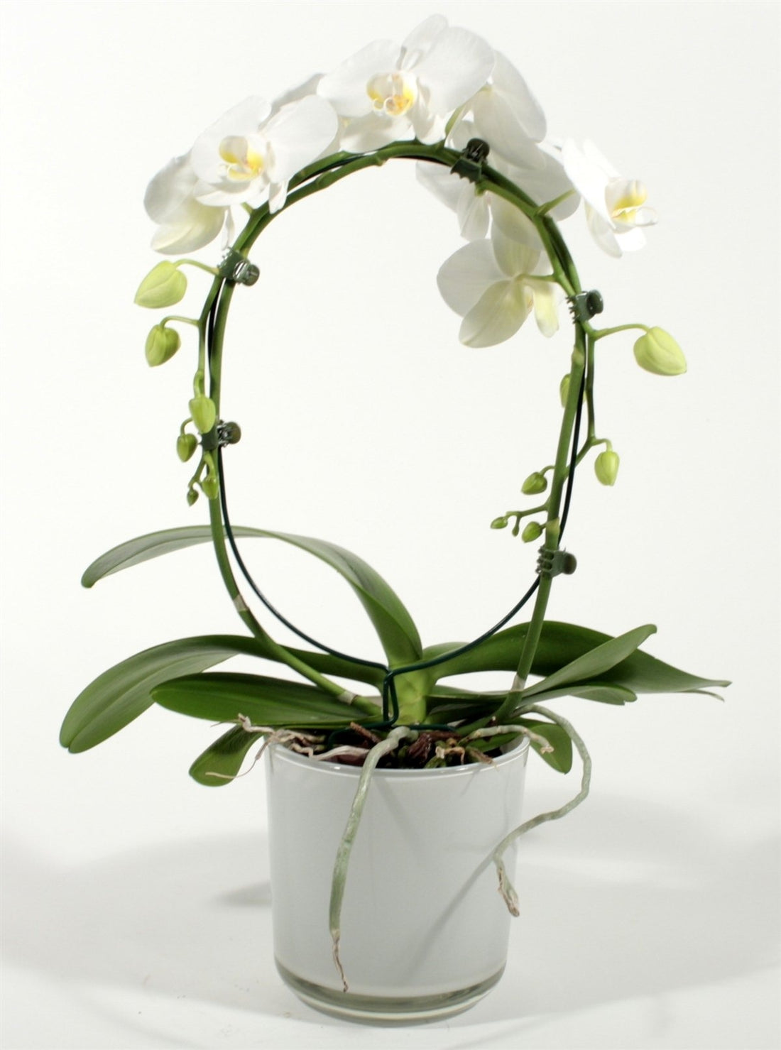 Phalaenopsis white bow in claudia glass spot